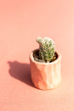Mini Cactus Kit-Pink