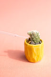 Mini Cactus Kit-Yellow