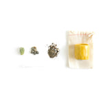 Mini Cactus Kit-Yellow