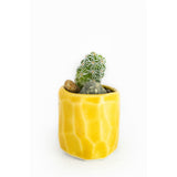 Mini Cactus Kit-Yellow