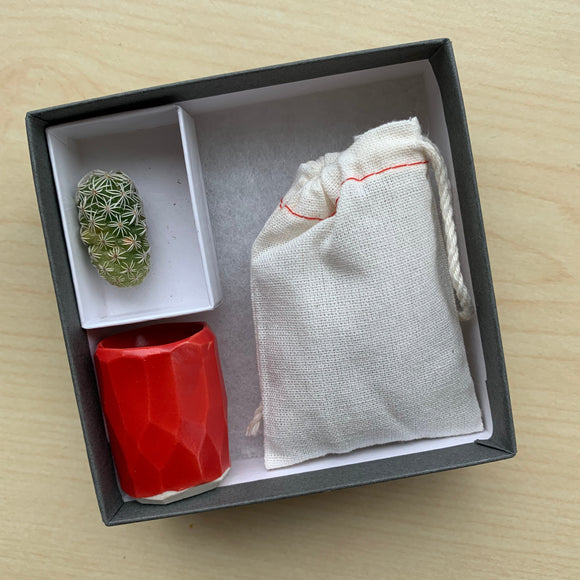 Mini Cactus Kit-Red (Seasonal)