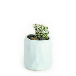 Mini Cactus Kit-Blue