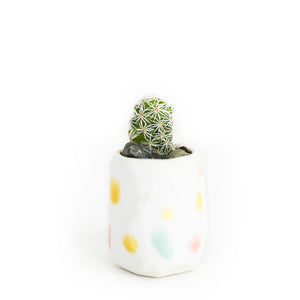Mini Cactus Kit-Confetti (limited edition)