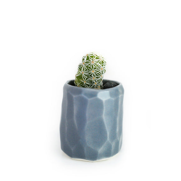 Mini Cactus Kit-Grey