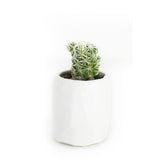 Mini Cactus Kit-White