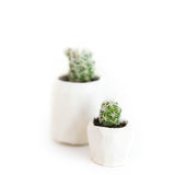 Itty Bitty Mini Cactus Kit