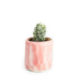 Mini Cactus Kit-Pink